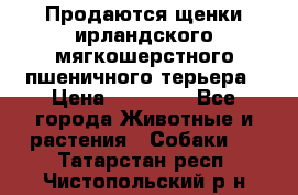 Продаются щенки ирландского мягкошерстного пшеничного терьера › Цена ­ 30 000 - Все города Животные и растения » Собаки   . Татарстан респ.,Чистопольский р-н